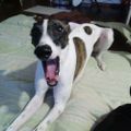 Profile picture dogshistorian.bsky.social