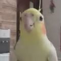 Profile picture zforzicer.bsky.social