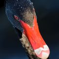 Profile picture duckhound.bsky.social