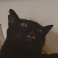 Profile picture pdueso.bsky.social