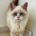 Profile picture finncatus.bsky.social