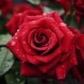 Profile picture rosescleo.bsky.social