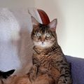 Profile picture brububba.bsky.social