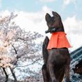 Profile picture serariinari.bsky.social