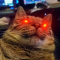 Profile picture rattus9000.bsky.social