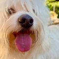 Profile picture saltywavedog.bsky.social