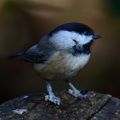 Profile picture johnaldmcgee.bsky.social