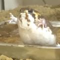Profile picture toadsevelt.bsky.social