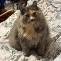 Profile picture kittiesanddoges445.bsky.social