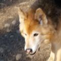 Profile picture sam-and-the-dog.bsky.social