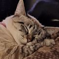 Profile picture cardscatsspookies.bsky.social