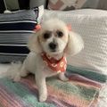 Profile picture clementine21.bsky.social