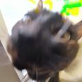 Profile picture zharvuiys.bsky.social