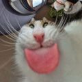 Profile picture rawrsa.bsky.social