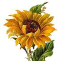 Profile picture lilsunflower22.bsky.social