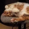 Profile picture grizzlepaw.bsky.social