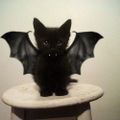 Profile picture asherathiel.bsky.social