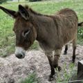 Profile picture moondancefarm.bsky.social