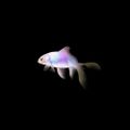 Profile picture glittergirl64.bsky.social