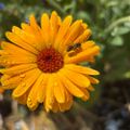 Profile picture shekeepsbees.bsky.social