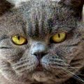 Profile picture rockinrobn.bsky.social