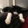 Profile picture hellokttylvr.the-gay.cat