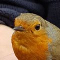 Profile picture blaahimmeln.bsky.social