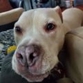 Profile picture pitfriend.bsky.social