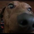 Profile picture u2savesme.bsky.social