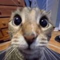 Profile picture thewhimsicalfeline.bsky.social