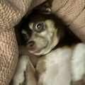Profile picture petejrthedog.bsky.social