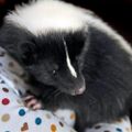 Profile picture rustytheskunk.bsky.social