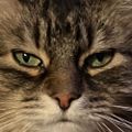 Profile picture fafo-cat.bsky.social