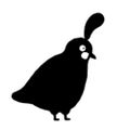 Profile picture chunkyquail.com