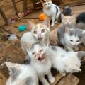 Profile picture feedacat.bsky.social