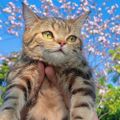 Profile picture merlinbc.bsky.social