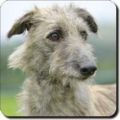 Profile picture lurcher.bsky.social