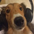 Profile picture amyblue.bsky.social