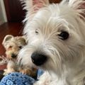 Profile picture scooteryuki.bsky.social