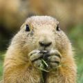 Profile picture prairiedogking.bsky.social