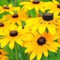 Profile picture rudbeckia.bsky.social