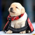 Profile picture overseer-boots.bsky.social