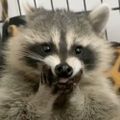 Profile picture vampiricnyx.bsky.social
