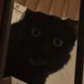 Profile picture idellaux.bsky.social