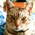 Profile picture catgetsdown.bsky.social