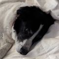 Profile picture merlin1.bsky.social