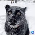 Profile picture raddog-deckard.bsky.social