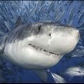 Profile picture bruceshark.bsky.social