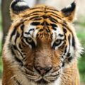 Profile picture zarko-furry.bsky.social