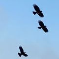 Profile picture cornishchoughs.bsky.social